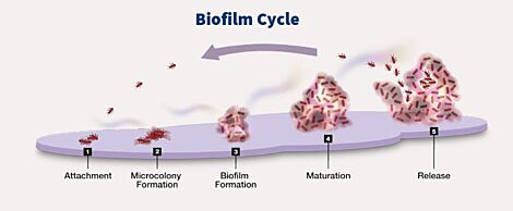 Ther-Biotic® InterFase® Plus